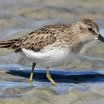 Least Sandpiper